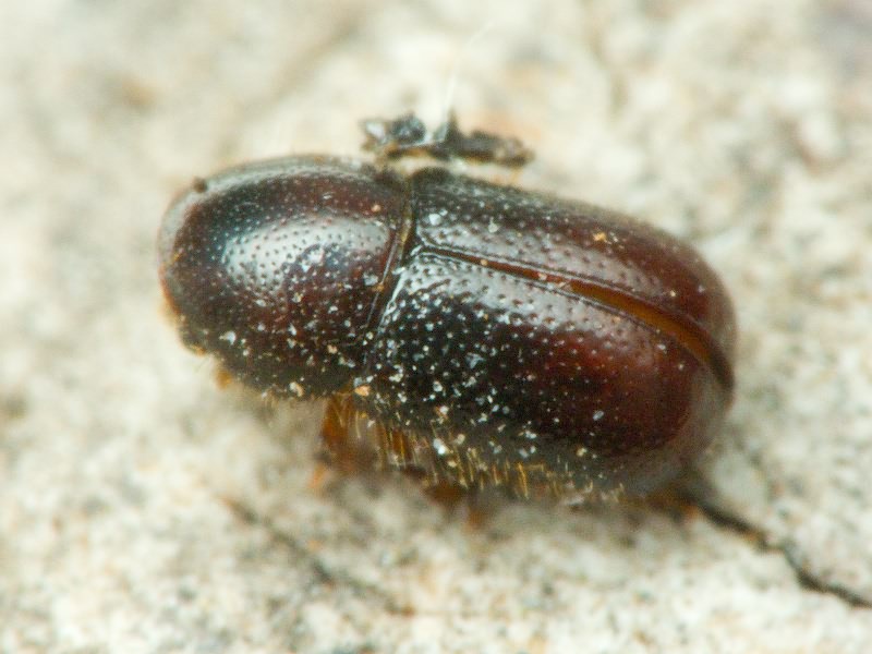 Xylographus bostrichoides (Dufour, 1843)